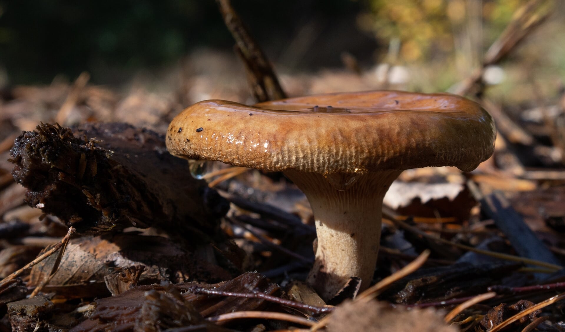 een paddenstoel ontleed in tekst