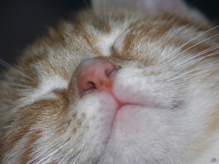 Castratie- en chipactie voor poezen en katers