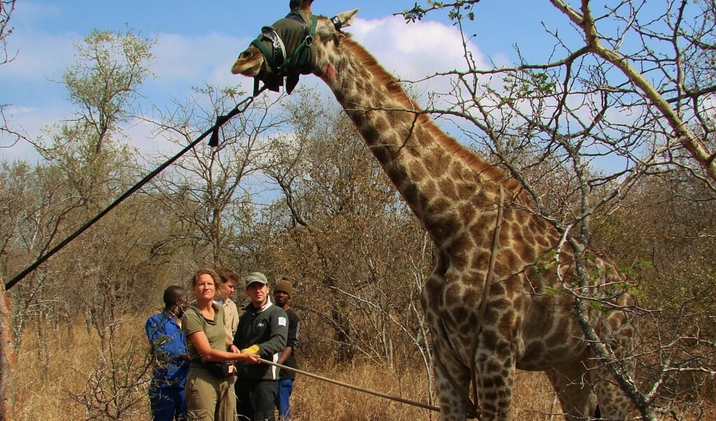 Martine werkte zeven jaar in Afrika als wildlife arts