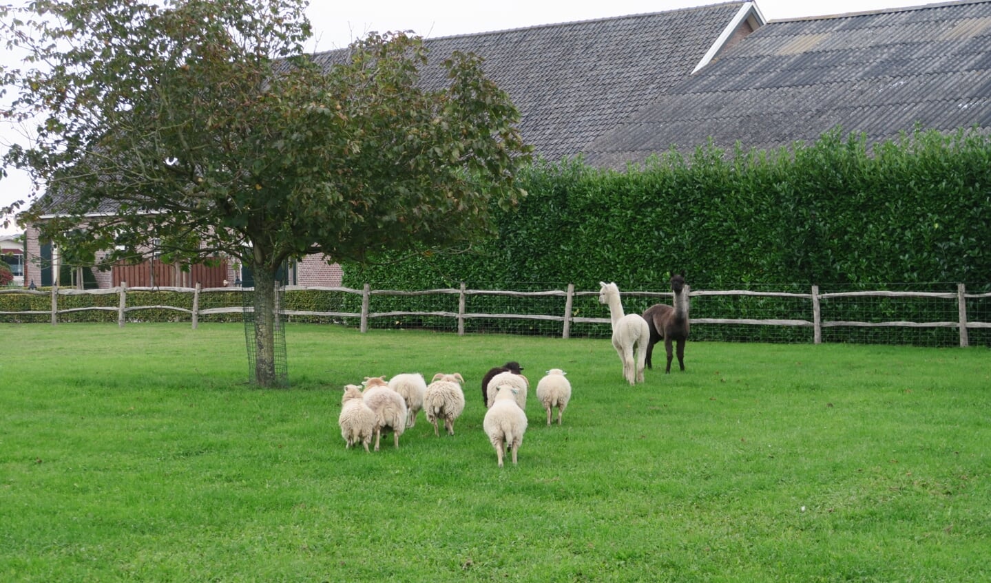 De alpaca's lopen samen met de schapen in de dierenweide