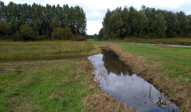 <p>Bos Nieuw Wulven</p>