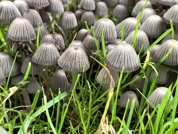 Plooirokjes