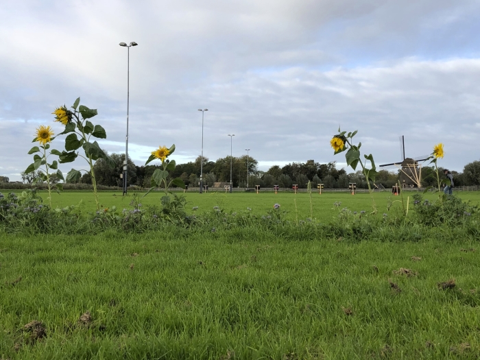 Zonnebloemen op de ijsbaan