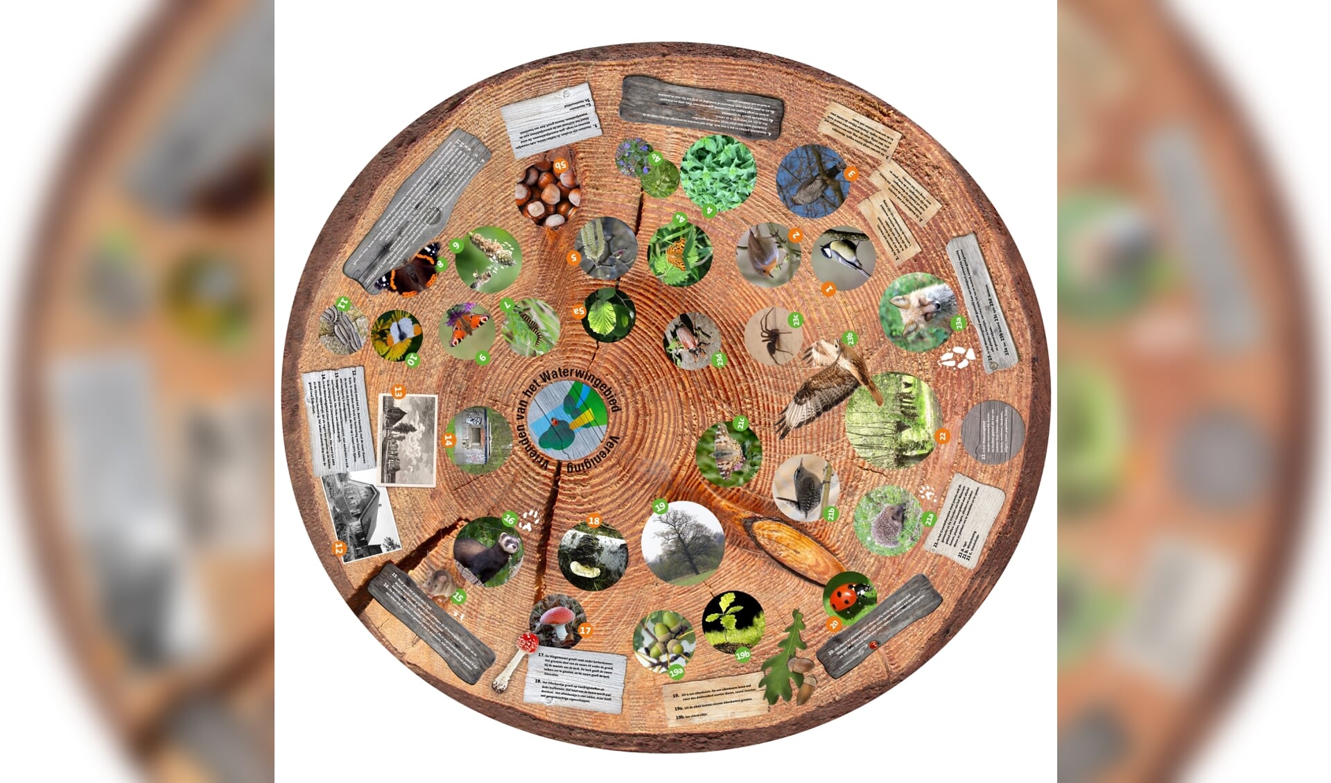 Vogels, insecten, paddenstoelen , planten, zoogdieren en historie op de natuurtafel.