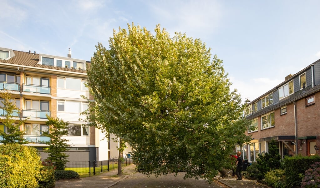 Voor iedere gevelde boom wordt een nieuwe geplant door de gemeente Baarn. 