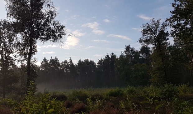Het Edese Bos.