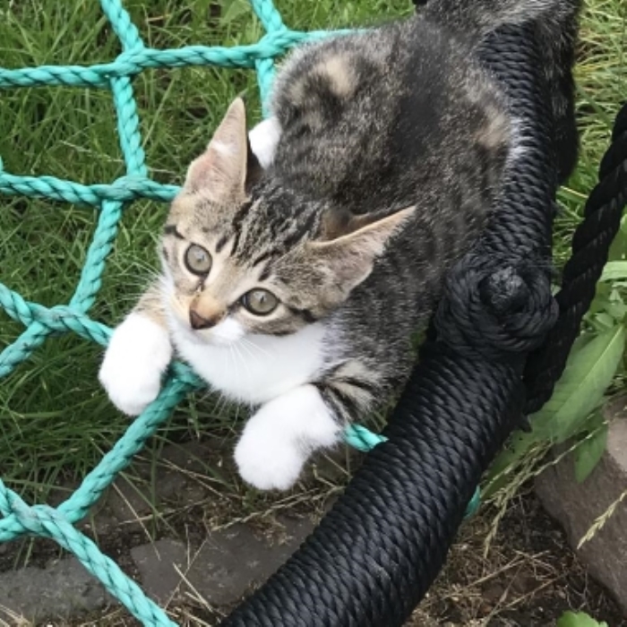 Vermist kitten Schoutenstraat Barneveld