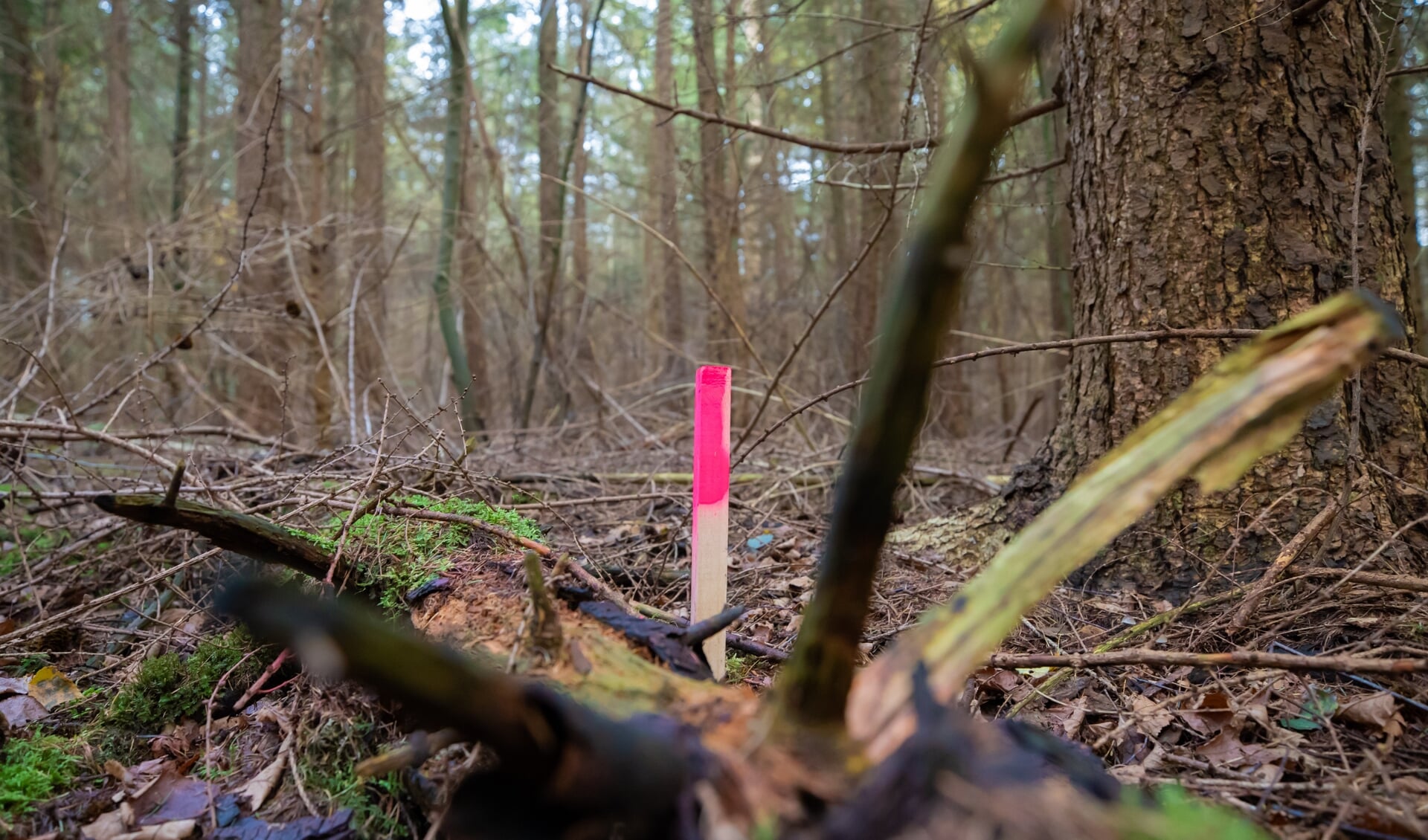 Onrust over piketpaaltjes in het Borrebos bij Paleis Soestdijk.
