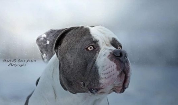 <p>'Mister Bigg'</p>
