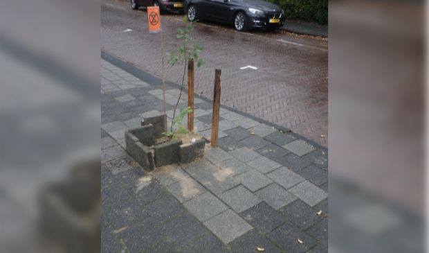 <p>De lichtgekleurde tegels laten zien waar tot 2019 een boom stond. </p>