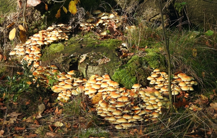 Gewone zwavelkopjes