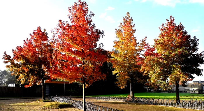 De in herfstkleuren getooide bomen voor het Amstelbad op zondagochtend 18 oktober.