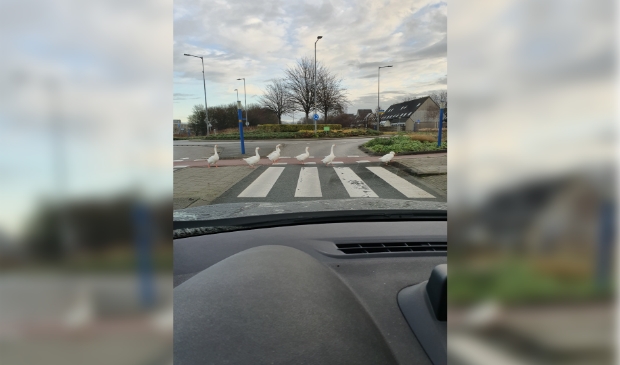 Overstekende ganzen