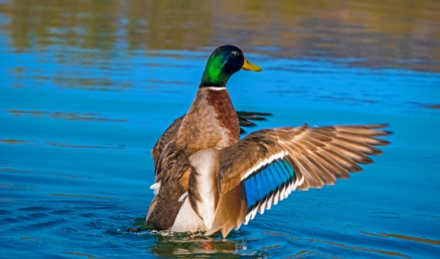 <p>In Gorinchem is een wilde vogel gevonden met het besmettelijke vogelgriepvirus H5NB</p>