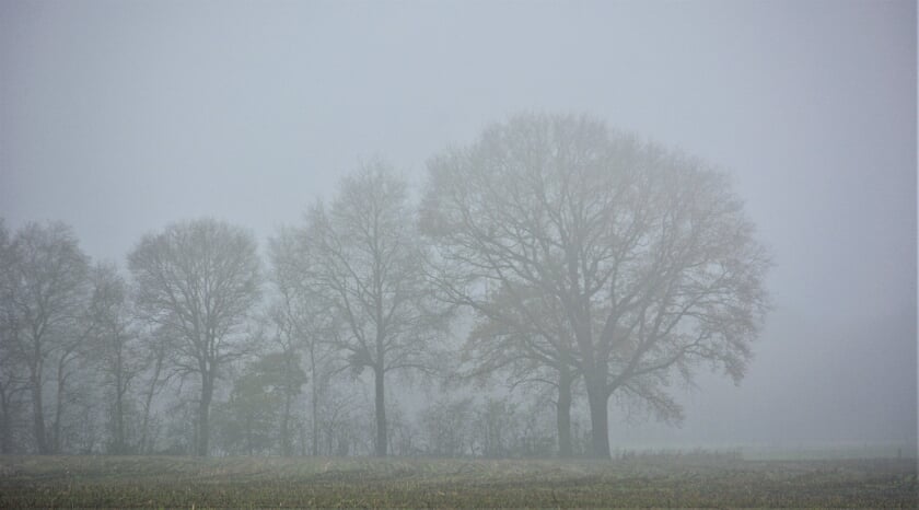 Bomen in de mist bij de Hessenweg.