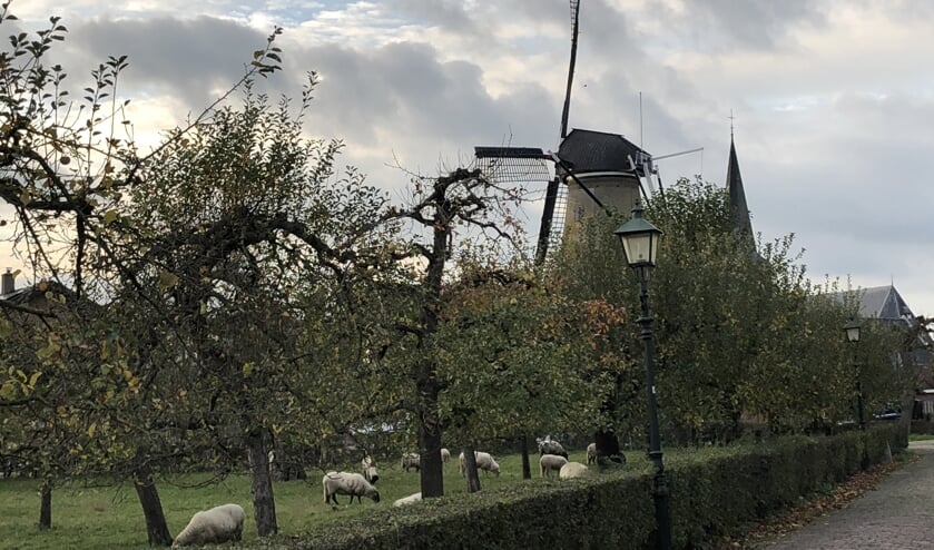 De dorpskern van Cothen met de Korenmolen die nog regelmatig gebruikt wordt voor het malen van tarwe tot consumptiemeel.