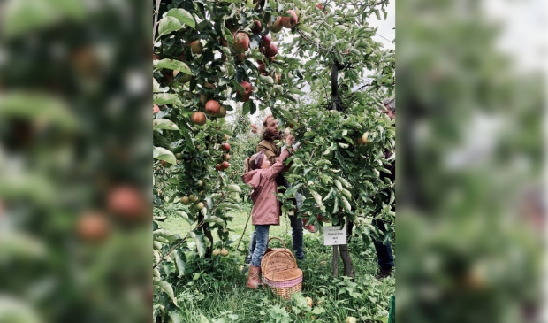 Oogsten van adoptie appelboom