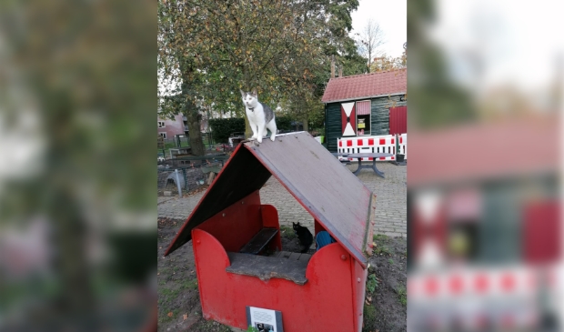 Catootje en Jeroentje, de nieuwste aanwinsten van de kinderboerderij