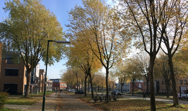 <p>De Molenzoom</p>