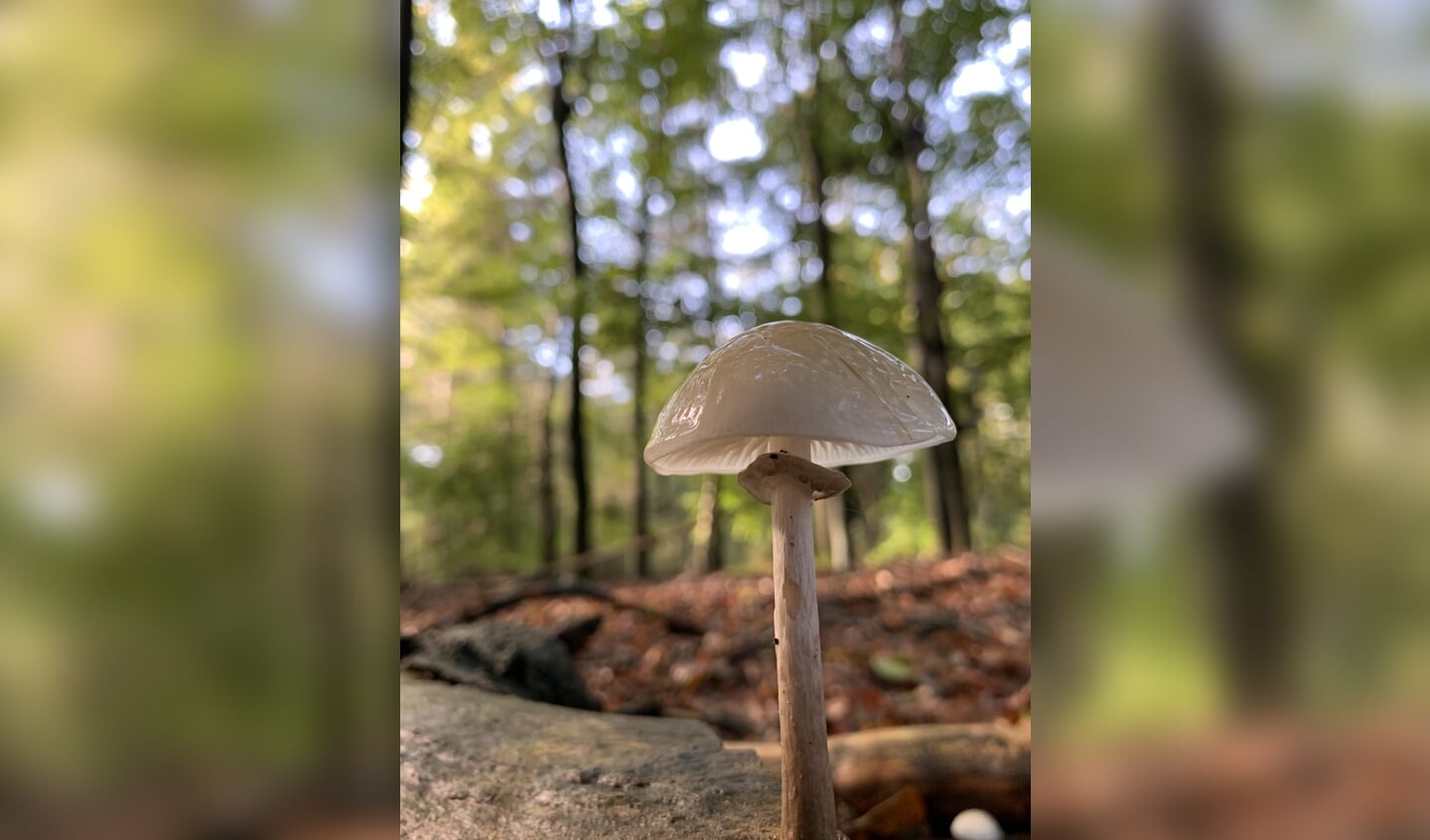 paddestoel in het bos