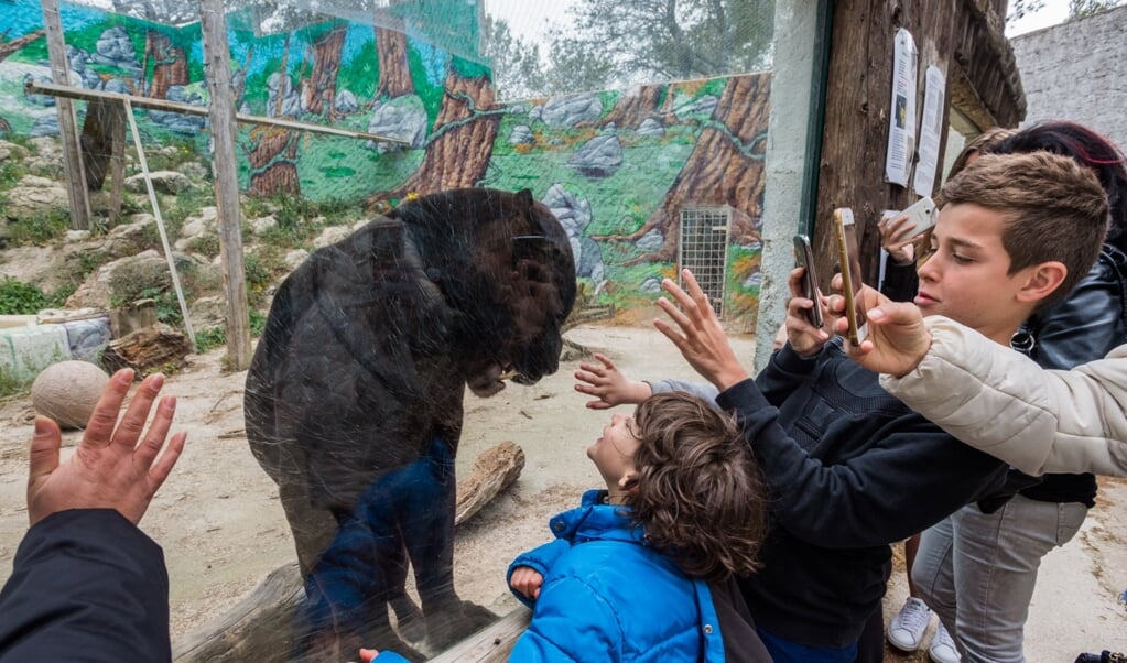 Mensen staan voor een zwarte panter in de dierentuin foto's te maken