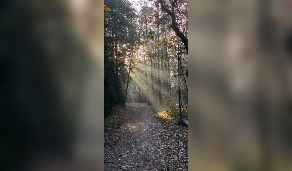 Foto gemaakt in het bos de Stuifheuvel in Zeist