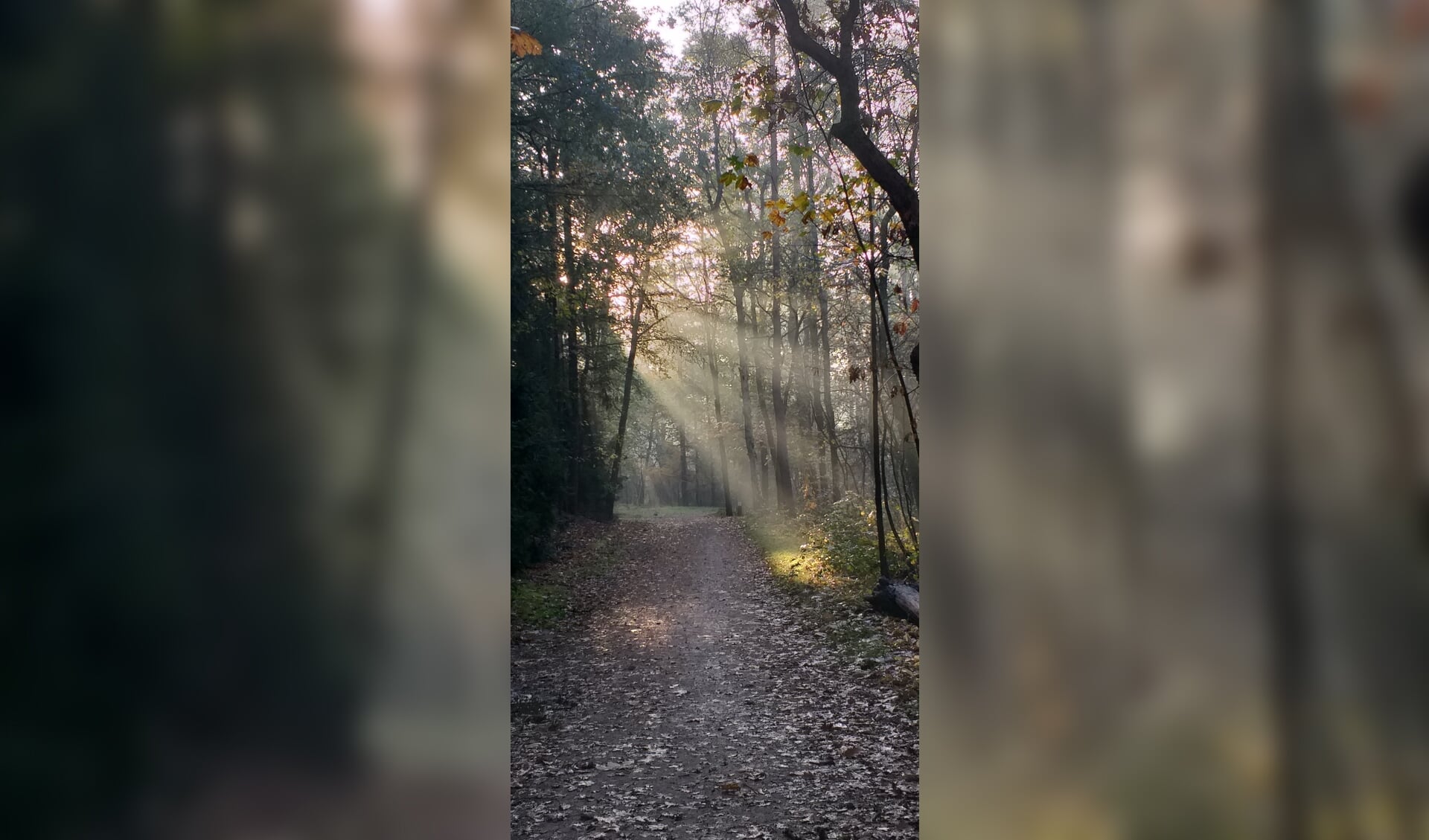 Foto gemaakt in het bos de Stuifheuvel in Zeist