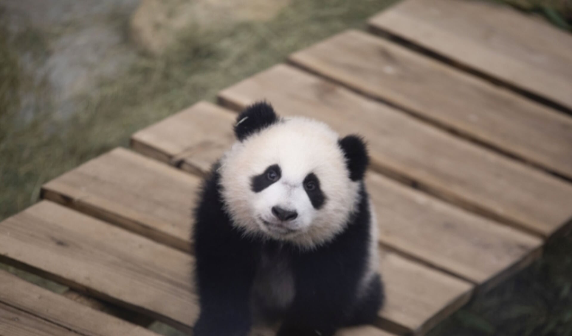Jonge panda Ouwehands in het najaar naar China - Al het Veenendaal
