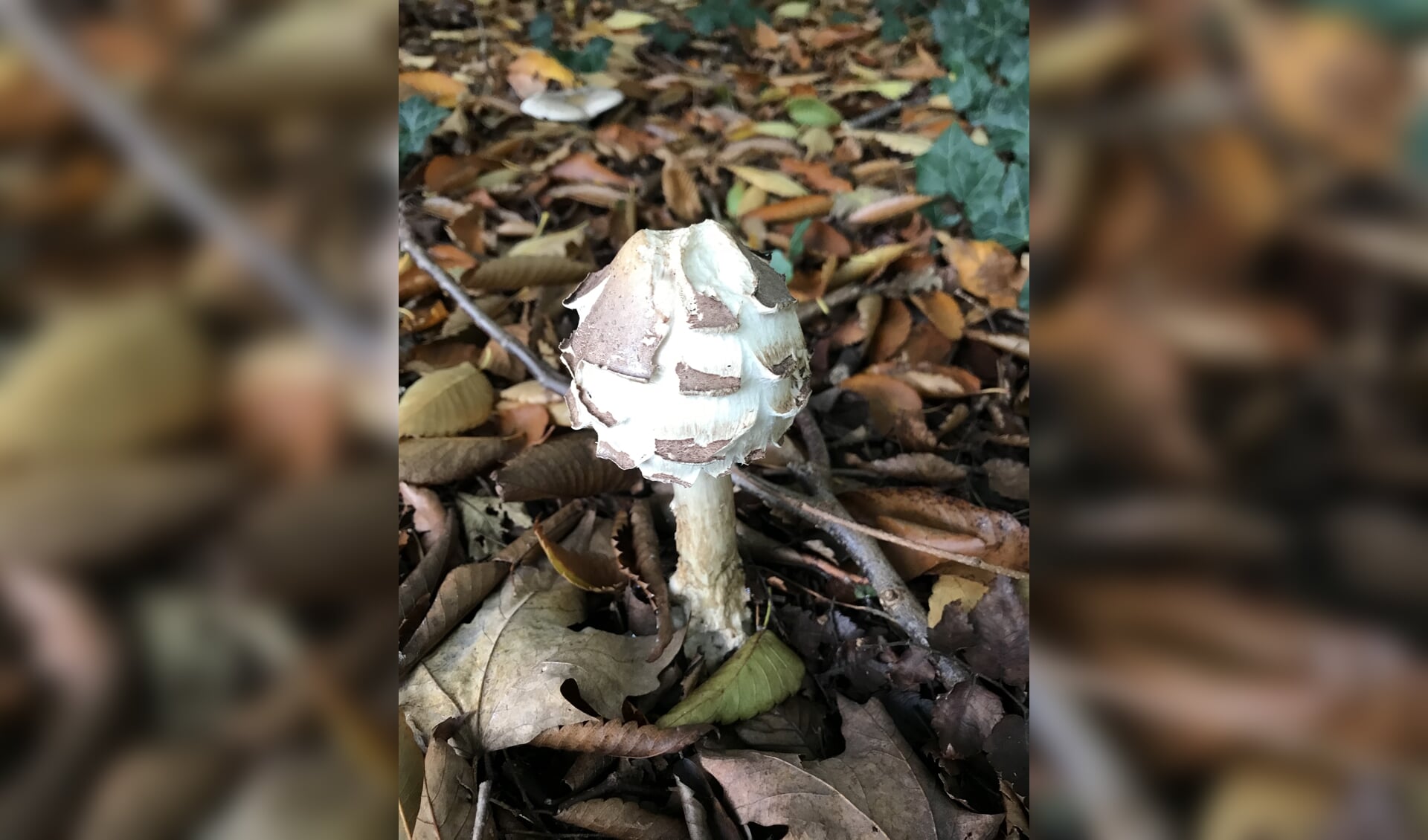 Een bijzondere paddenstoel in het arboretum in Amstelveen-Noord
