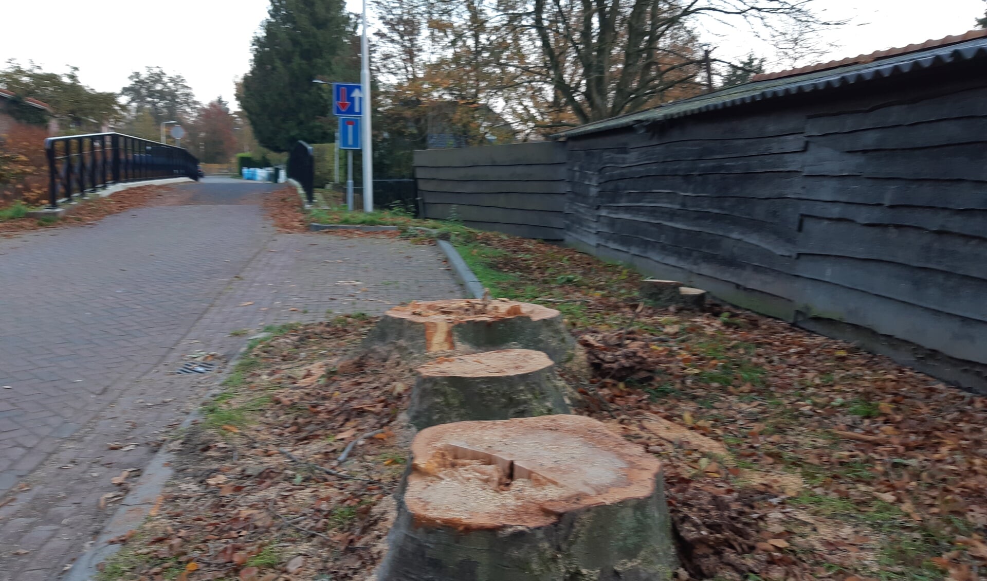 Bij de Oude Rijksweg werden vier volwassen bomen gekapt.