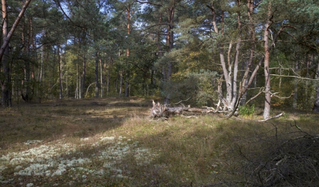 <p>Er wordt voor gezorgd dat zeldzame soorten weer de ruimte krijgen in De Zoom.</p>