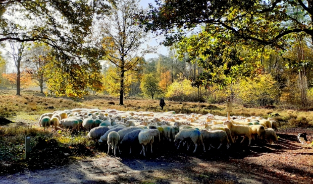 <p>Foto op 4 november gemaakt tijdens een fietstocht door het Amerongse bos.</p>