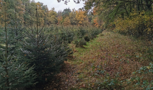 <p>Deze bomen mogen nog een jaar doorgroeien.</p>