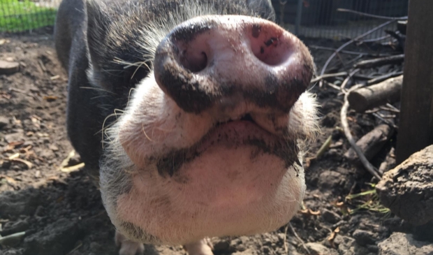 Spekkie, een van de drie nieuwe varkens van Dier en Wij