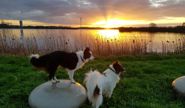 Wandeling honden om de plas