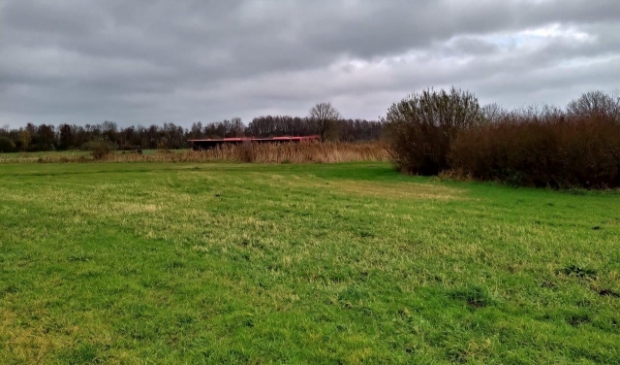 Wilgenbosjes nabij de Zuidtangent