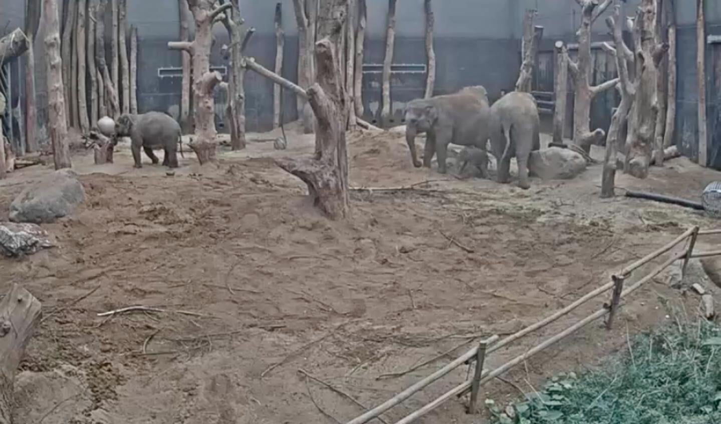 Het kalfje rechts, vlak voor de twee volwassen olifanten.