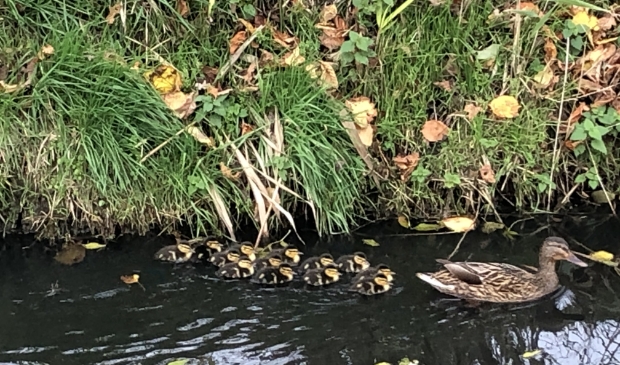 <p>Moeder eend met kinderen</p>