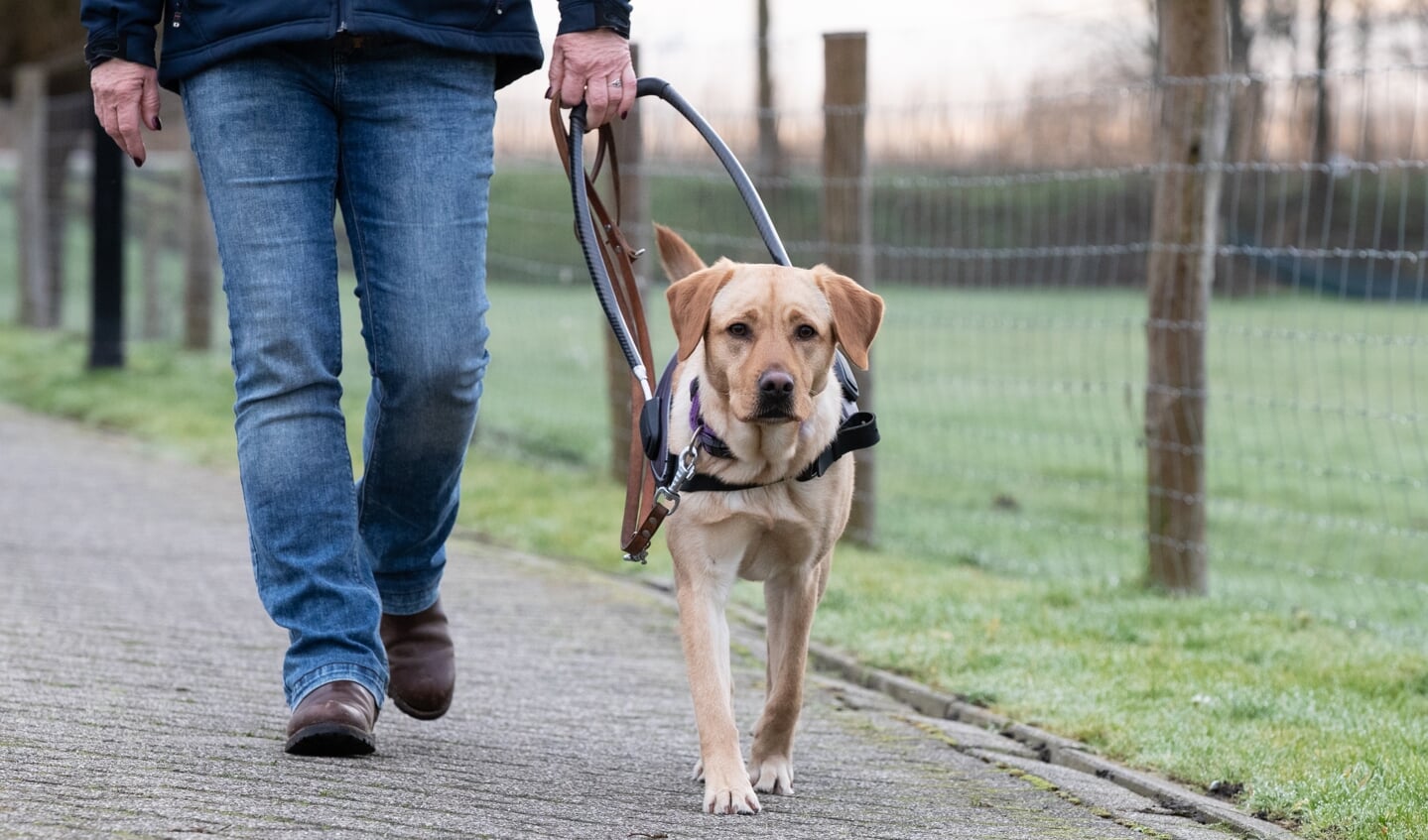 Onderzoek KNGF Geleidehonden: levenskwaliteit van dik onvoldoende naar 8,2 dankzij hulphond.