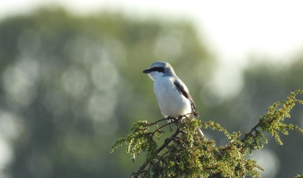 <p>,,Ik heb staan genieten van deze vogel, die door zijn zwarte masker wel de 'Zorro onder de vogels' wordt genoemd.</p>