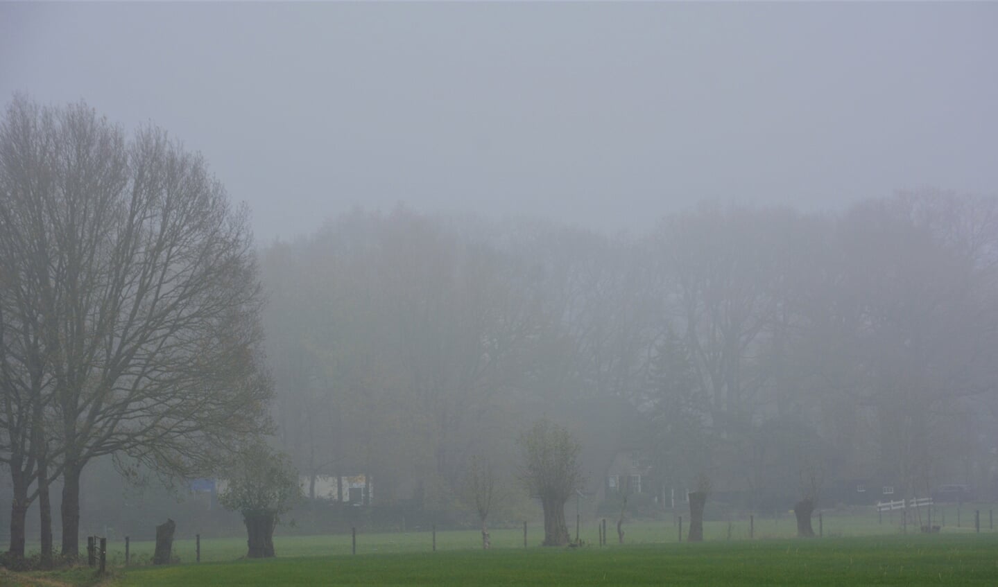 Bomen in de mist bij de Hessenweg.