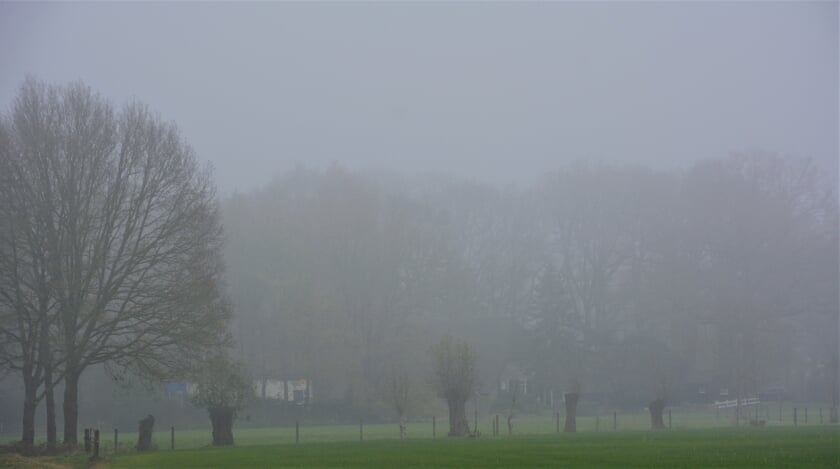 Bomen in de mist bij de Hessenweg.
