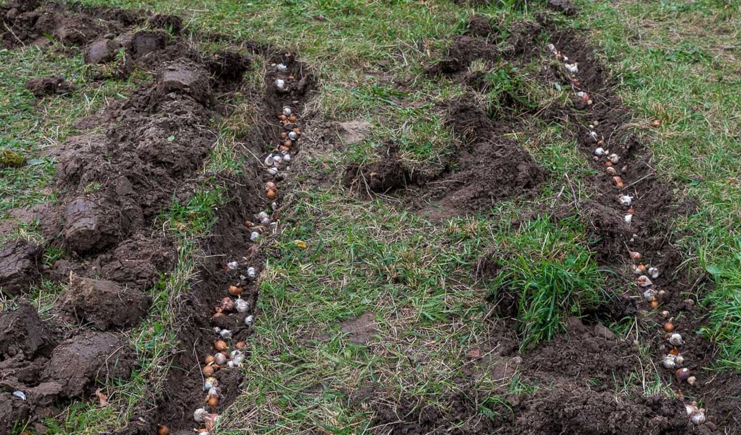 Veel verschillende bollen