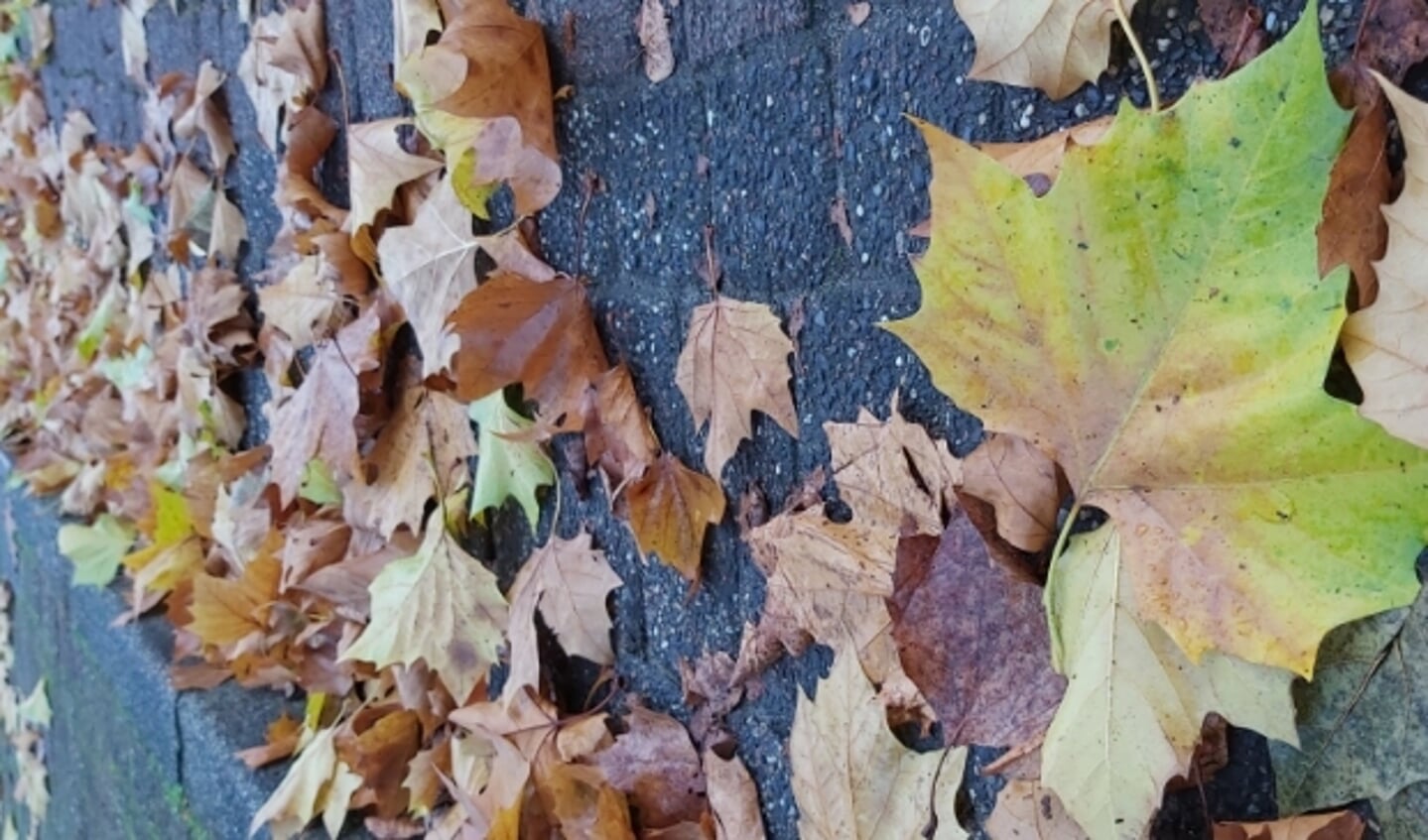 kleurschakeringen van herfstbladeren