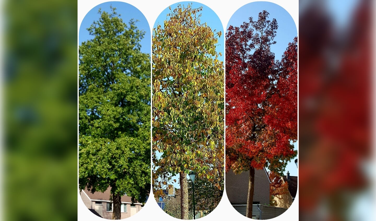 ,,De mooiste boom in de wijk De Horden. Elk jaar geniet ik weer van deze boom.