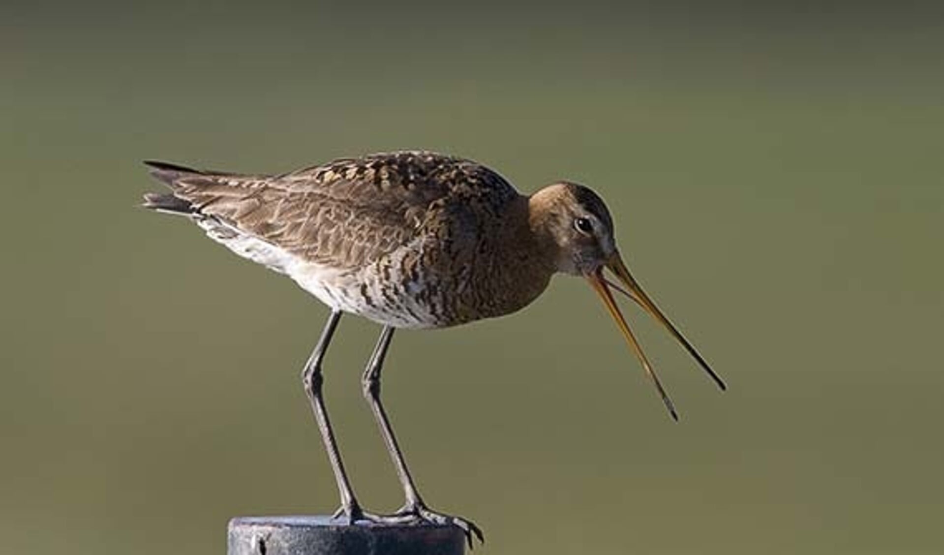 De grutto in zijn natuurlijke omgeving: het grasland
