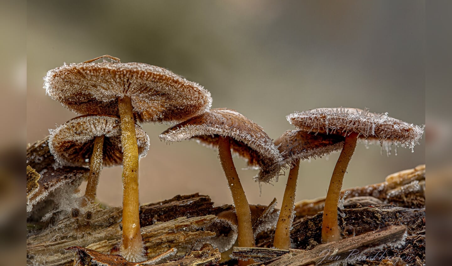 paddenstoelen met grondvorst