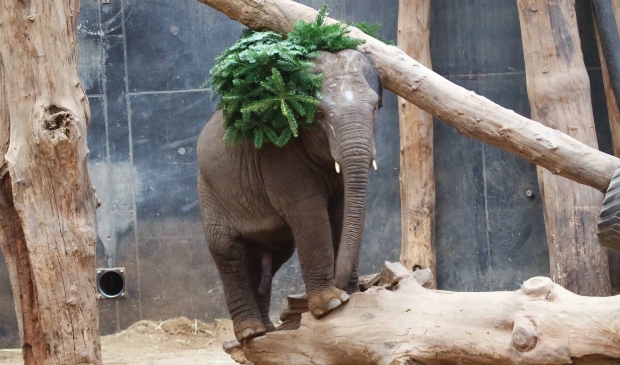 <p>Thabo, in december vorig jaar met een kerstboom.</p>