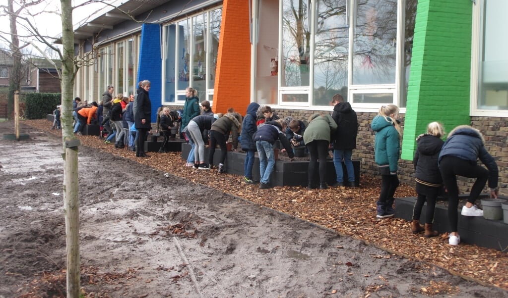 De kinderen poten bloembollen in de nieuwe moestuinbakken.