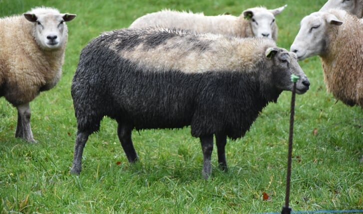 Afbeelding